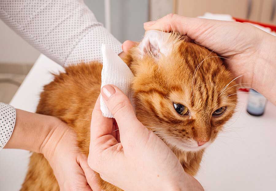 How to Clean a Cat's Ears and Use Cat Ear Cleaner